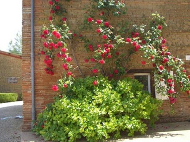 Le Platane Bed & Breakfast Lafrançaise Екстериор снимка
